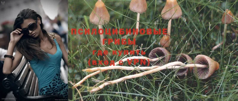 Галлюциногенные грибы MAGIC MUSHROOMS  маркетплейс формула  Приозерск  продажа наркотиков 